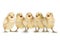 Cute Yellow Baby Chicks Lined Up Singing