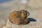 Cute Yellow-bellied Marmot on Rock