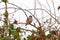 Cute yellow bird between trees and bushes next to the beach in ibiza