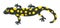 Cute yellow and black spotted salamander