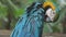 Cute yellow and blue macaw parrot bird resting on a branch