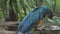 Cute yellow and blue macaw parrot bird resting on a branch