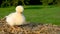 Cute yellow chick baby chicken, sitting on a hay bale outside