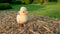 Cute yellow chick, baby Poland Chicken, sitting on a hay bale outside in golden summer sunshine