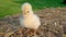 Cute yellow chick, baby Poland Chicken, sitting on a hay bale outside in golden summer sunshine