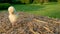 Cute yellow chick, baby Poland Chicken, sitting on a hay bale outside in golden summer sunshine