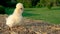 Cute yellow chick, baby Poland Chicken, sitting on a hay bale outside in golden summer sunshine