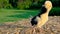 Cute yellow chick, baby Poland Chicken, standing on a hay bale, outside in golden summer sunshine