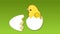 Cute yellow chick breaks the shell of egg, flowers on meadow, chicken sings a melody. Beautiful spring welcome video.