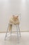 Cute yellow and cream ragdoll cat sit on chair, vertical cat photo wallpaper for cellphone