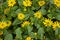 Cute yellow creeping zinnias flowers