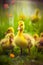 Cute yellow ducklings in the grass. Selective focus.