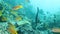 Cute yellow fishes and huge black angels fishes with anemones under the sea
