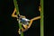 A cute yellow frog is dancing on a green plant stem