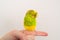 Cute yellow and green budgerigar sitting on a finger preening herself but looking like she is hding or falling to sleep