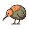 Cute yellow kiwi bird