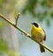 Cute yellow masked bird