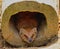 Cute Yellow Mongoose Lying Inside the Wood