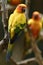 Cute yellow parrot perching on wooden staring toward photographers
