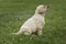 cute yellow puppy Labrador Retriever on background of green grass