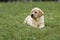 cute yellow puppy Labrador Retriever on background of green grass