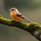 cute yellow and red backed shrike, robin on a branch