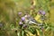 Cute Yellow-rump Warbler bird sits perched on purple wildflowers