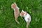 cute yellow white  color kitten stray cat with red tie