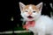 cute yellow  white color kitten stray cat with red tie