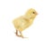 Cute yellow young chicken seen from the side isolated on a white background