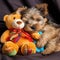 Cute york terrier sleeping with his teddy bear. Illustration. Created with Ai technology