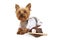 Cute Yorkie Dog In Baseball Uniform