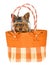 Cute Yorkie pup sitting inside brown handbag