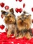 Cute Yorkie puppies with rose petals and hearts