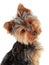 Cute Yorkie puppy