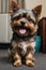 Cute Yorkie Puppy Dog in Spotlight Front View Portrait
