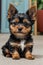 Cute Yorkie Puppy Dog in Spotlight Front View Portrait