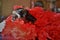 Cute Yorkie Shih Tzu Puppy with Red Boa
