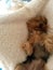 Cute yorkie sleeping