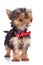 Cute yorkie toy standing