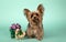 Cute Yorkshire breed dog with Christmas gifts on green background