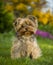 Cute Yorkshire terier, a dog sitting in the garden