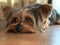 Cute Yorkshire Terrier with cute big eyes