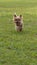 Cute Yorkshire Terrier dog running on grass in the park. Vertical aspect ratio.