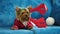 Cute Yorkshire Terrier dog, wears a winter jacket and funny horns