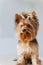 Cute yorkshire terrier named Ted is sitting on a white background. Portrait of adorable dog. A little lovely dog is