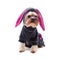 Cute yorkshire terrier in rabbit suit