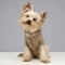 Cute yorkshire terrier sitting in grey photo studio