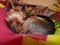 Cute Yorkshire Terrier sleeping and chilling out