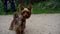 Cute Yorkshire terrier walks on leash with his owner in evening in park or garden on green grass.